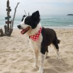 Pet Plaid Triangle Scarf
